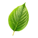 green leaf